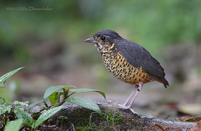 Undulated Antpitta (Grallaria squamigera) photo
