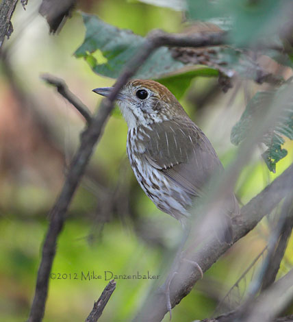 Watkins's Antpitta (Grallaria watkinsi) photo