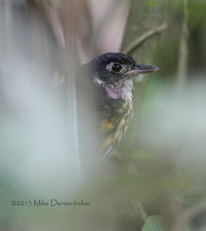 White-lored Antpitta (Hylopezus fulviventris) photo