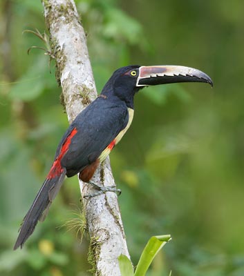 Collared Aracari (Pteroglossus aracari) photo