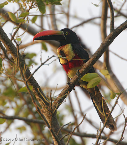 Fiery-billed Aaracari (Pteroglossus frantzii) photo