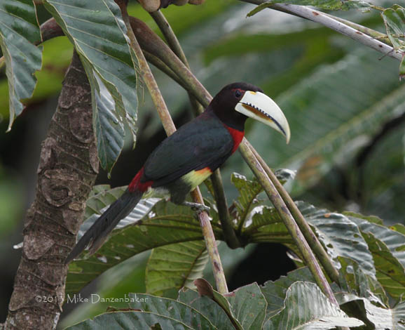 Ivory-billed Aracari (Pteroglossus azara) photo