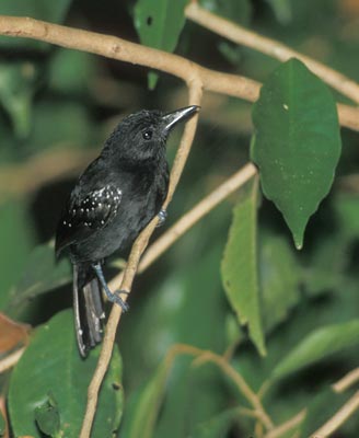 Black-hooded Antshrike (Thamnophilus bridgesi) photo