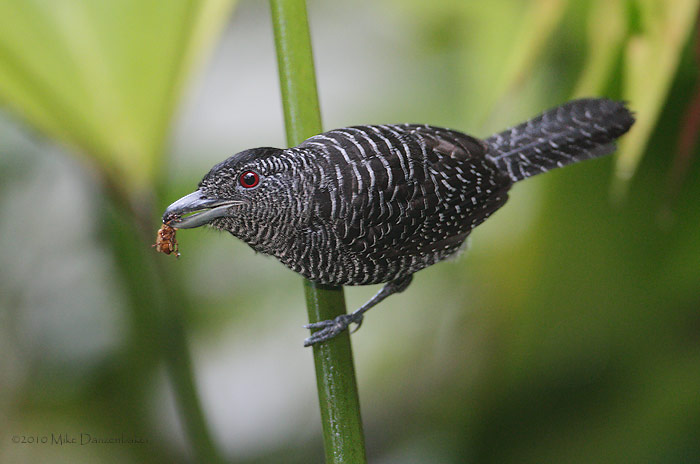 Fasciated Antshrike (Cymbilaimus lineatus) photo