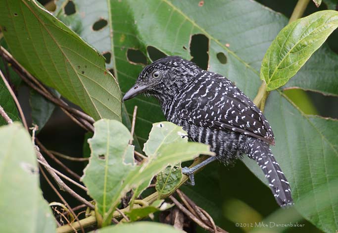 Lined Antshrike (Thamnophilus tenuepunctatus) photo