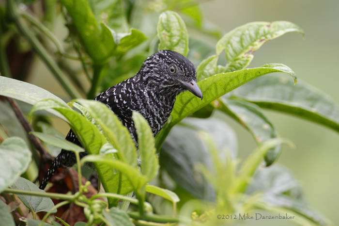Lined Antshrike (Thamnophilus tenuepunctatus) photo
