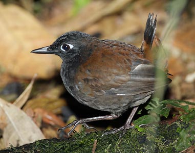 Black-headed Antthrush (Formicarius analis) photo