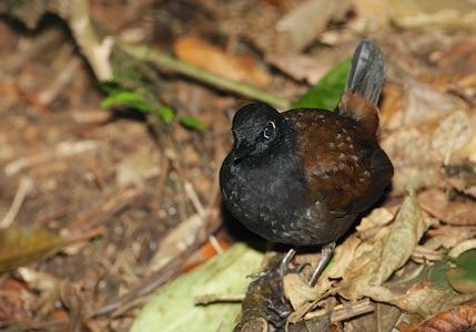 Black-headed Antthrush (Formicarius analis) photo