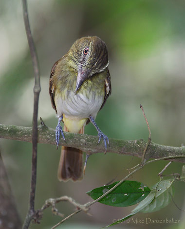 Bright-rumped Attila (Attila spadiceus) photo