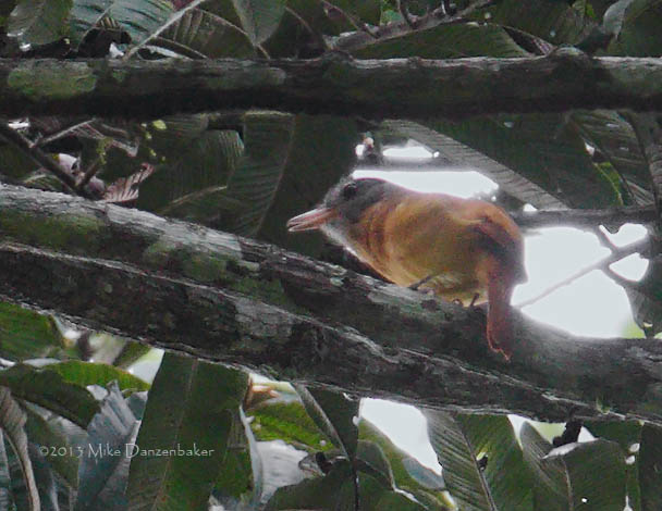 Citron-bellied Attila (Attila citriniventris) photo