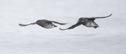Rhinoceros Auklet (Cerorhinca monocerata) photo