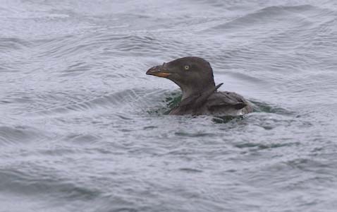 Rhinoceros Auklet (Cerorhinca monocerata) photo