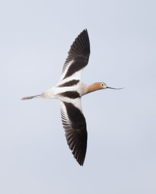 American Avocet (Recurvirostra americana) photo
