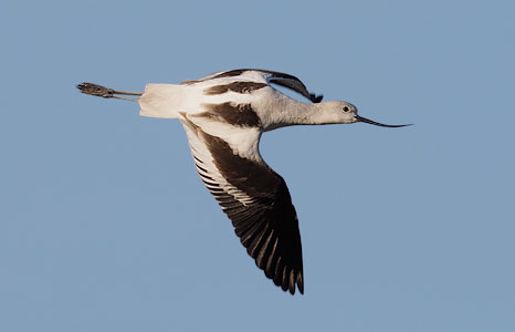 American Avocet (Recurvirostra americana) photo