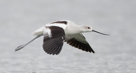 American Avocet (Recurvirostra americana) photo
