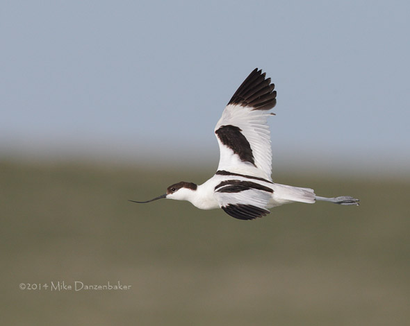 Pied Avocet (Recurvirostra avosetta) photo