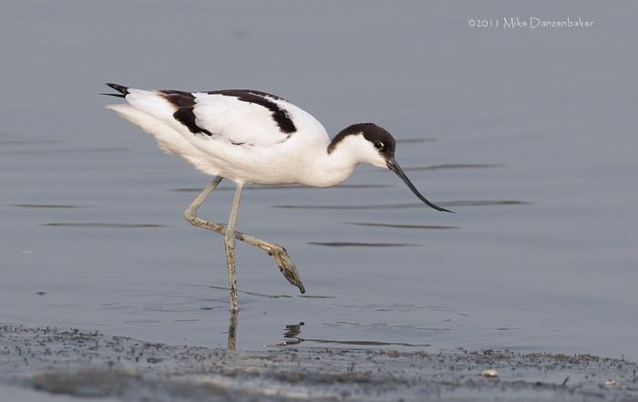 Pied Avocet (Recurvirostra avosetta) photo