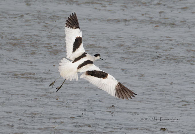 Pied Avocet (Recurvirostra avosetta) photo