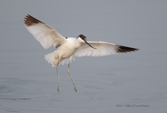 Pied Avocet (Recurvirostra avosetta) photo