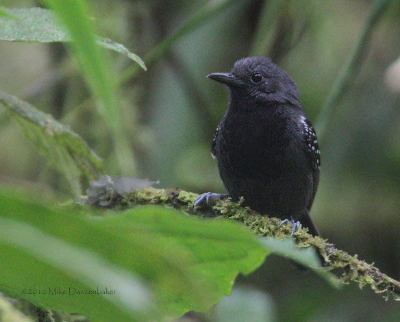 Slaty Antwren (Myrmotherula schisticolor) photo