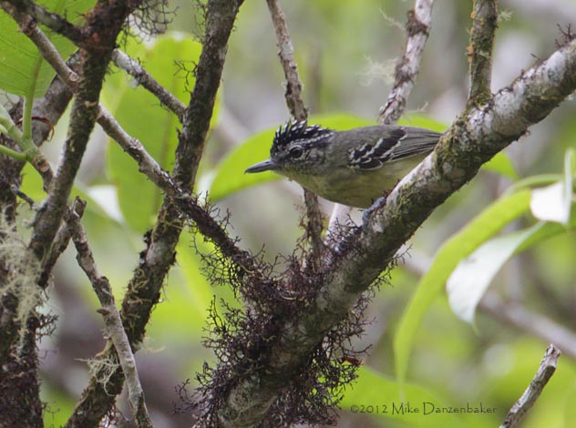 Yellow-breasted Antwren (Herpsilochmus axillaris) photo