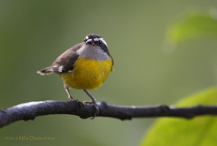 Bananaquit (Coereba flaveola) photo