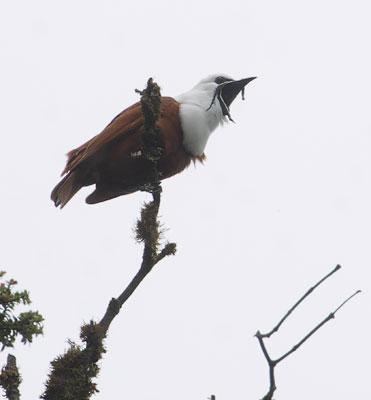 Three-wattled Bellbird (Procnias tricarunculata) photo