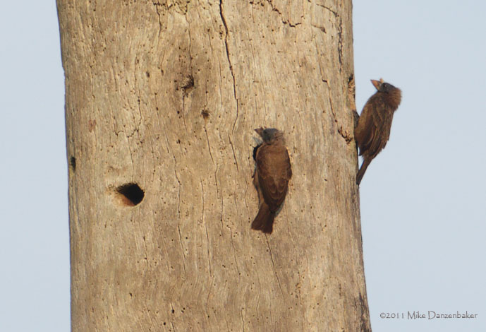 Bristle-nosed Barbet (Gymnobucco peli) photo