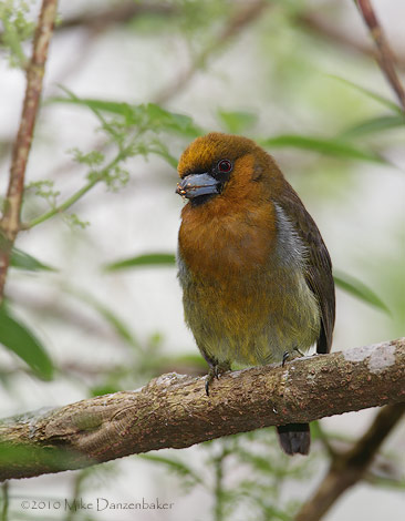 Prong-billed Barbet (Semnornis frantzii) photo