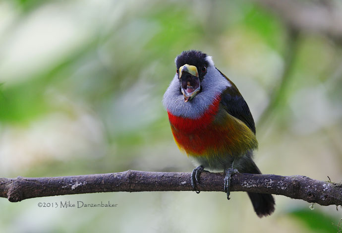 Toucan Barbet (Semnornis ramphastinus) photo