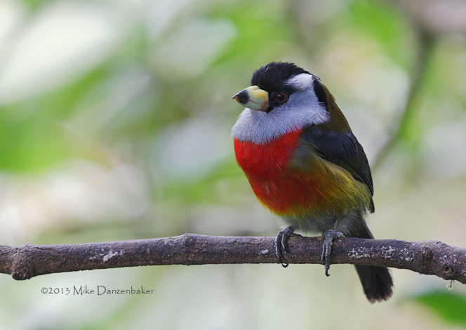 Toucan Barbet (Semnornis ramphastinus) photo