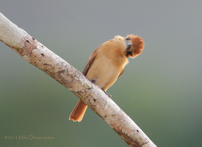 One-colored Becard (Pachyramphus homochrous) photo