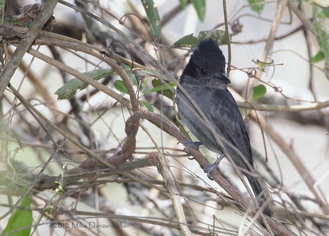 One-colored Becard (Pachyramphus homochrous) photo