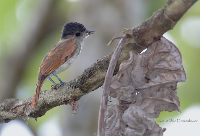 Rose-throated Becard (Pachyramphus aglaiae) photo