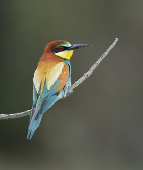 European Bee-eater (Merops apiaster) photo