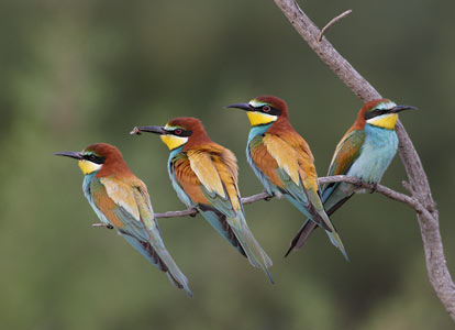 European Bee-eater (Merops apiaster) photo