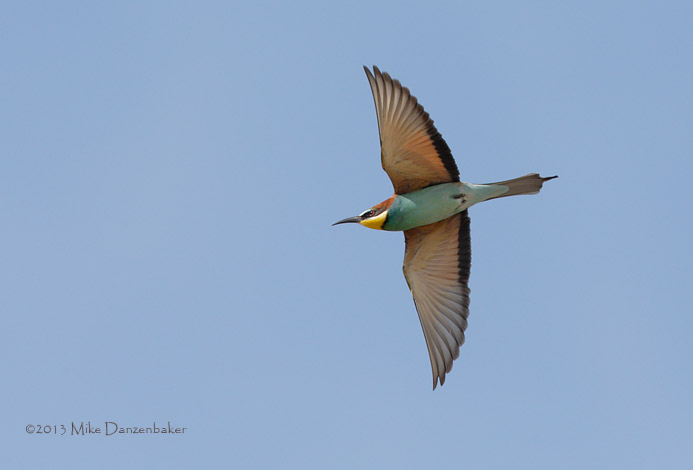 European Bee-eater (Merops apiaster) photo