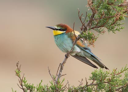 European Bee-eater (Merops apiaster) photo