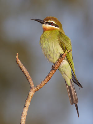 Madagascar Bee-eater (Merops superciliosus) photo