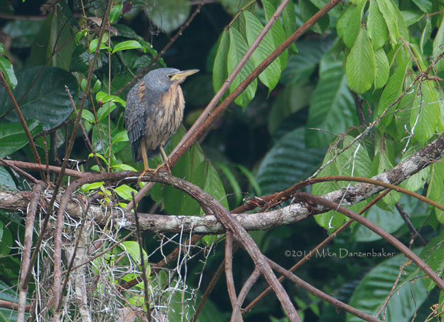 Dwarf Bittern (Ixobrychus sturmii) photo