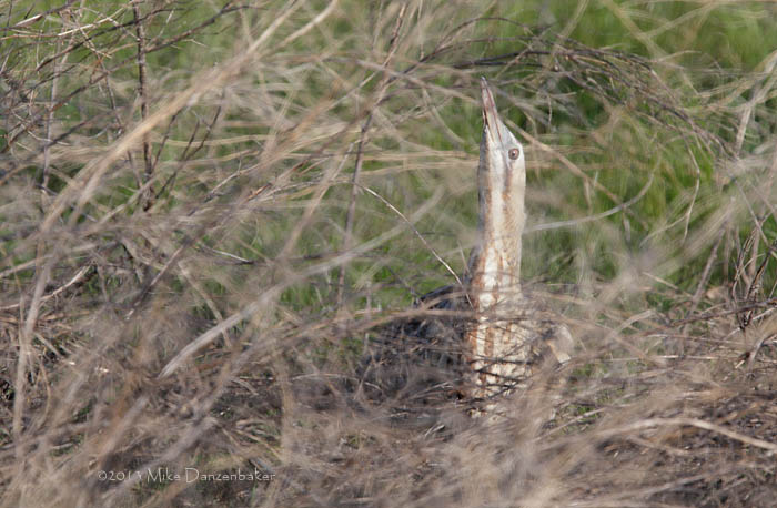 Eurasian Bittern (Botaurus stellaris) photo