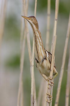 Least Bittern (Ixobrychus exilis) photo