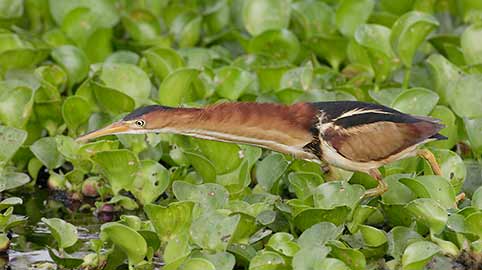Least Bittern (Ixobrychus exilis) photo