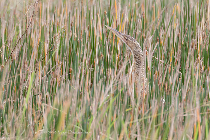 Pinnated Bittern (Botaurus pinnatus) photo