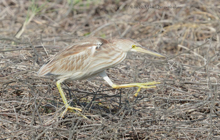 Yellow Bittern (Ixobrychus sinensis) photo
