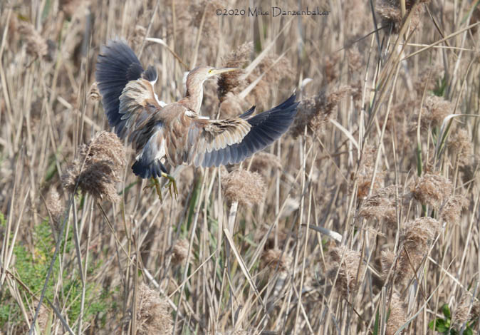 Yellow Bittern (Ixobrychus sinensis) photo