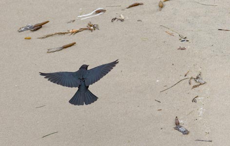 Brewer's Blackbird (Euphagus cyanocephalus) photo
