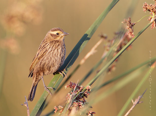 Yellow-winged Blackbird (Agelasticus thilius) photo