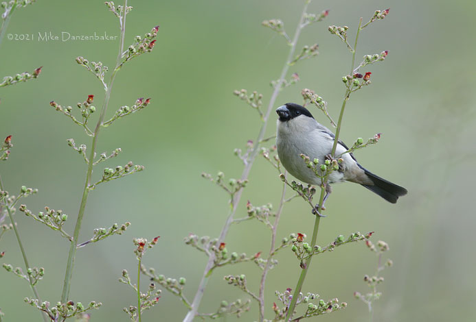 Azores Bullfinch (Pyrrhula murina) photo