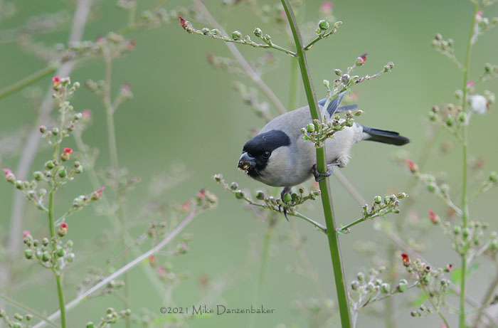Azores Bullfinch (Pyrrhula murina) photo